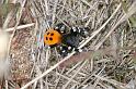 Eresus_sandaliatus_D3028_Z_84_NP De Hoge Veluwe_Nederland